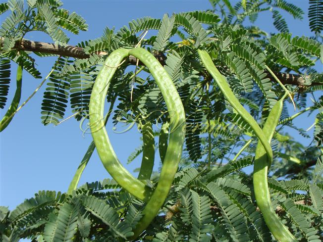  Legumes